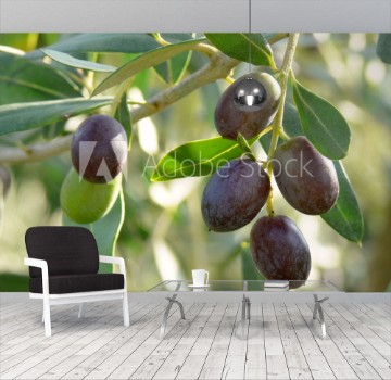 Bild på olive Olea europaea